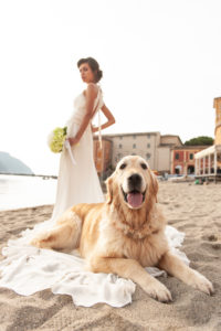 cani al matrimonio- Dog Special Guest