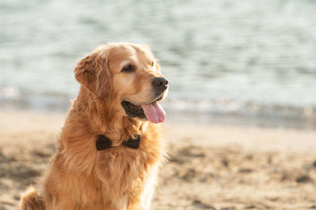 cani al matrimonio- Dog Special Guest