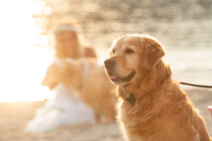 cani al matrimonio- Dog Special Guest