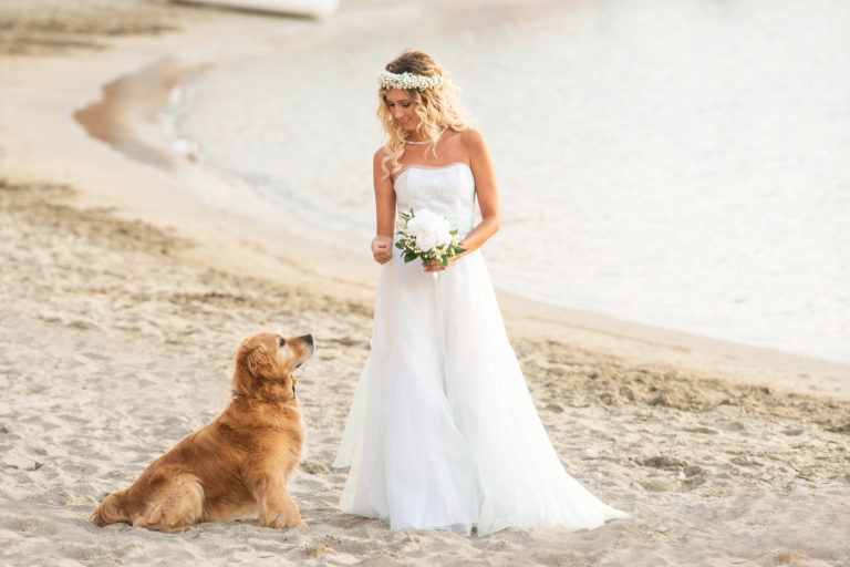 cani al matrimonio- Dog Special Guest