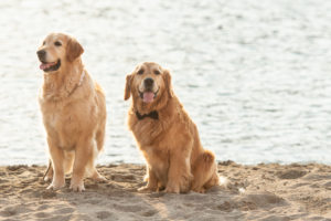 cani al matrimonio- Dog Special Guest