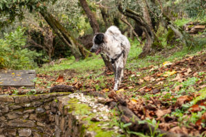 cani al matrimonio- Dog Special Guest