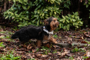 cani al matrimonio- Dog Special Guest