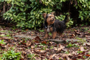 cani al matrimonio- Dog Special Guest