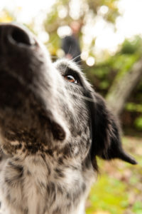 cani al matrimonio- Dog Special Guest