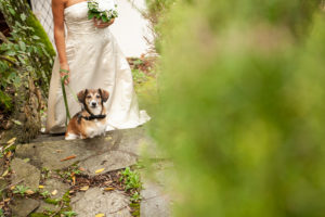 cani al matrimonio- Dog Special Guest