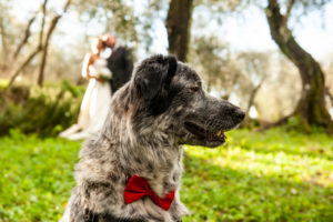 accessorio per il tuo cane