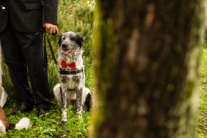 wedding dog sitter - Dog Special Guest