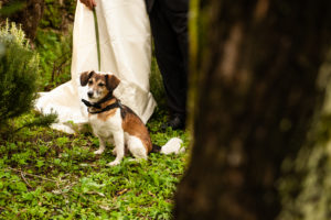 wedding dog sitter - Dog Special Guest