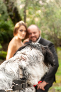 wedding dog sitter - Dog Special Guest