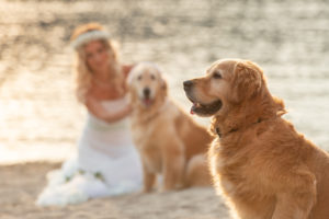 wedding dog sitter - Dog Special Guest