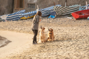 wedding dog sitter - Dog Special Guest