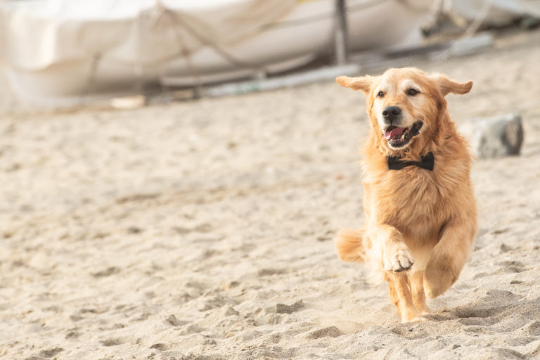 wedding dog sitter - Dog Special Guest