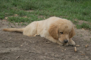 Shooting fotografico -Dog Special Guest