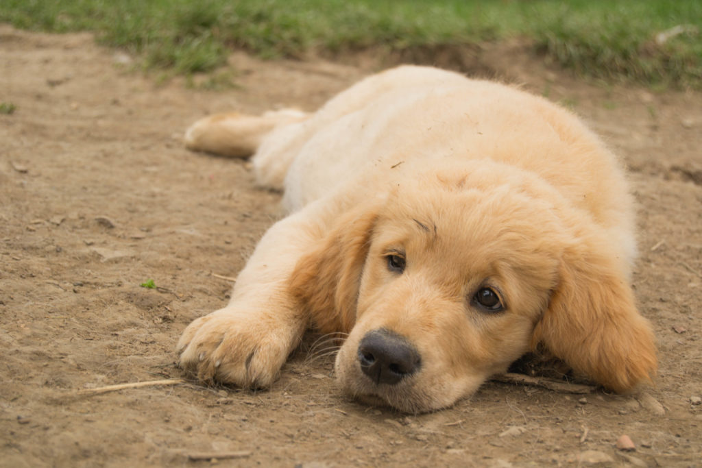 Dog Special Guest - pet photography