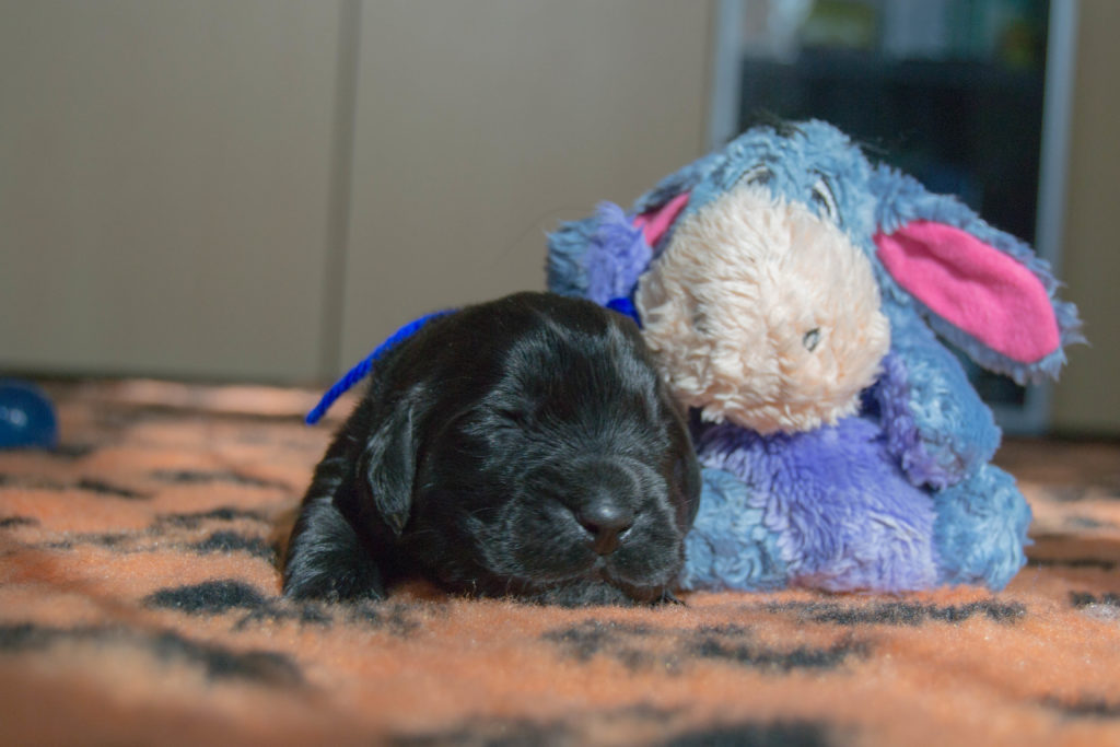 pet photography - puppies of newfoundland