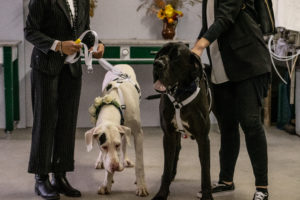 2 alani ad un matrimonio_ Dog Special Guest