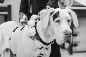 Dog Special Guest _ weddingdogsitterliguria