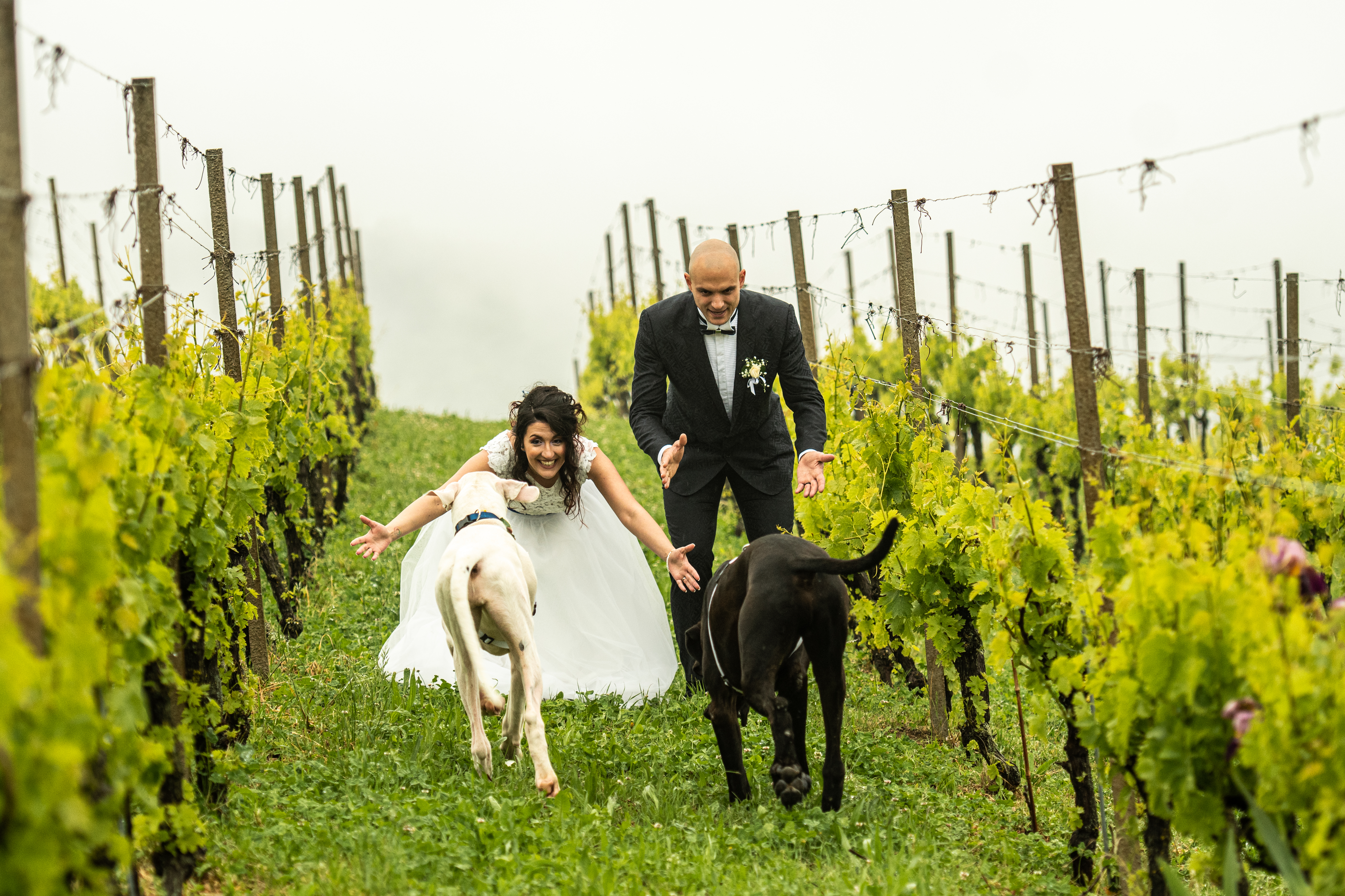 Dog Special Guest _ weddingdogsitterliguria