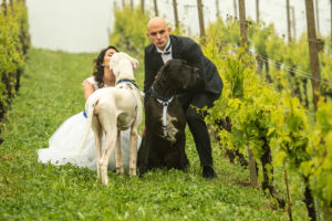 Dog Special Guest _ weddingdogsitterliguria