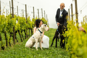 Dog Special Guest _ weddingdogsitterliguria