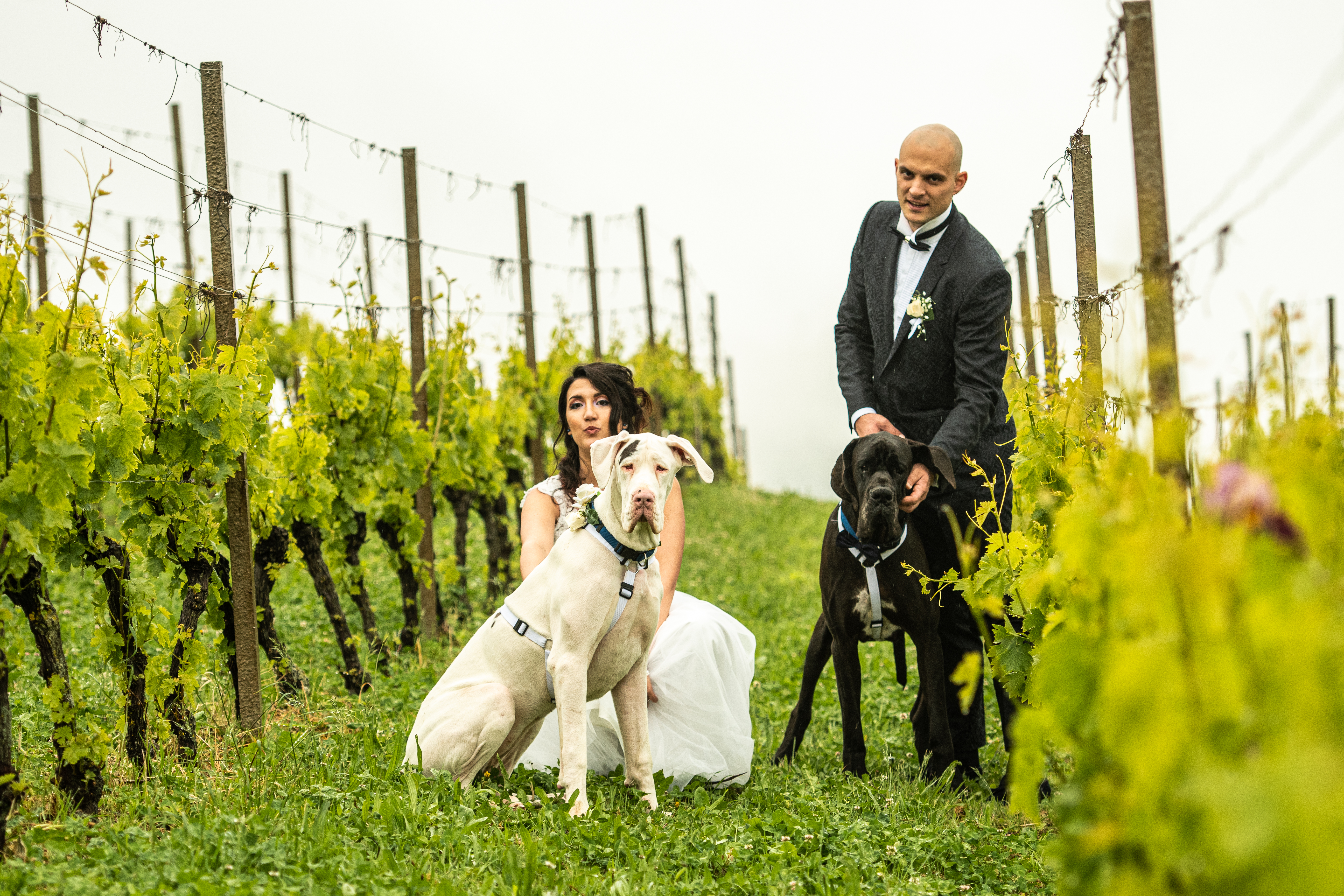 Dog Special Guest _ weddingdogsitterliguria