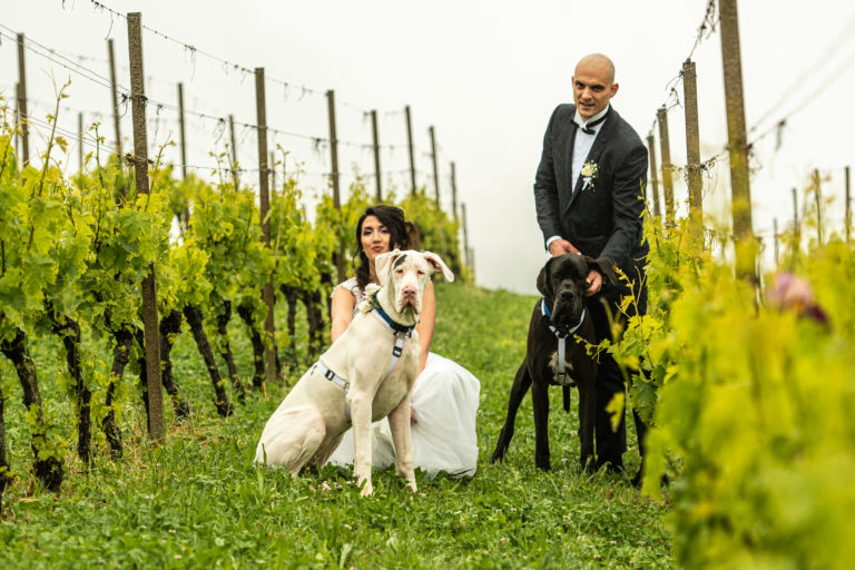 2 alani ad un matrimonio_ Dog Special Guest